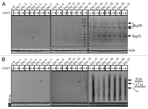 Figure 2. AAV2 induced apoptosis/cell death of MDA-MB-435 cells correlates with (A) Rep protein expression. For detecting Rep proteins in immunoblots, total protein extracts were prepared and 60 μg of total protein extracts from AAV2-infected and mock MDA-MB-435 breast cancer cells were resolved in a 7.5% SDS-PAGE gel and detected with an AAV2 Rep specific antibody. Results are representative of three individual experiments. t, time; +, AAV2-infected; −, mock. Actin is used as a loading control. (B) AAV2 genome replicates in virus infected MDA-MB-435 cells. Southern blot analysis to detect 4.7 kb AAV2 replicative form monomer representing active genome replication in the virus infected breast cancer cell line. A total of 5 μg of total DNA was then detected with AAV2 genomic DNA as probe. One hundred nanograms of total DNA isolated from cells was used as loading control. Results shown are representative of 3 individual experiments. t, time; +, AAV2-infected; −, mock. *Low levels of AAV2 genome replication depicted by the 4.7 kb band on days 6 and 13.