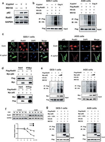 Figure 7. P62 induced H. pylori infection-mediated Rad51 ubiquitination. (a) Gastric epithelial cells were co-cultured with H. pylori strain and incubated with proteasome inhibitor MG132. P62 (green) and Rad51 (red) protein levels were measured by Western blot assay. A representative blot of three experiments was shown. (b) AGS or GES-1 cells were co-transfected with plasmids expressing Rad51 and ubiquitin, then infected with H. pylori strain 7.13 or its CagA-knockout mutant and incubated with proteasome inhibitor MG132. Lysates were detected for polyubiquitinated Rad51 by immunoprecipitation assay. (c) Immunofluorescence assay for the intracellular localization of Rad51 and p62 in gastric epithelial cells following H. pylori infection. Scale bar, 10 μm. (d) The interaction between Myc-p62 and Flag-Rad51 was examined using immunoprecipitation assay. (e) AGS or GES-1 cells were co-transfected with plasmids of Flag-Rad51, Myc-p62, P62-△UBA and HA-ubiquitin, and then incubated with MG132. Immunoprecipitation assay was used to determine polyubiquitinated Rad51. (f) Stability of Rad51 protein was analyzed in gastric epithelial cells transfected with p62 shRNA using the cycloheximide chase method. (g) AGS or GES-1 cells were co-transfected with plasmids of Flag-Rad51, Myc-p62, P62-△UBA and HA-ubiquitin, and then incubated with MG132. Immunoprecipitation assay was used to determine polyubiquitinated Rad51. All experiments were independently repeated three times.