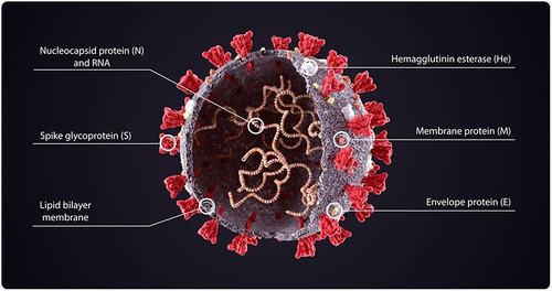 Figure 1 Structure of Coronavirus.