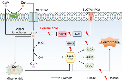 Figure 6 The mechanism of FA improving WD cognitive impairment by activating SIRT1-mediated FPT signaling pathway.