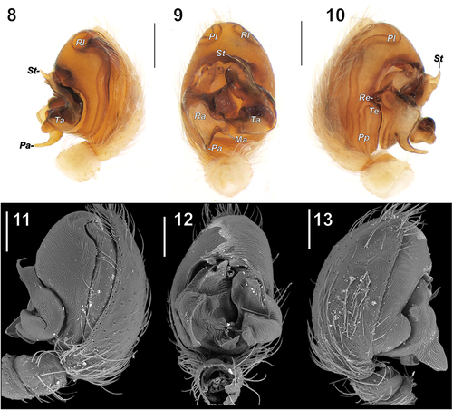 Figures 8–13. Male palp of Turanobius tadzhikus comb. n. (8–10) and T. ferdowsii comb. n. (11–13). 8, 11 – retrolateral; 9, 12 – ventral; 10, 13 – prolateral. Abbreviations: Ma – mesal arm of the radix, Pa – prolateral arm of the radix, Pl – prolateral loop of the spermophor, Pp – posteroprolateral loop of the spermophor, Ra – radix, Re – extension of radix, Rl – retrolateral loop of the spermophor, St – subterminal apophysis, Ta – terminal apophysis, Te – extension of tegulum. 8–10 and 11–13 reproduced from Marusik et al. (Citation2015) and Fomichev (Citation2022), respectively. Scale bars: 8–10 = 0.2 mm; 11–13 = 0.15 mm.
