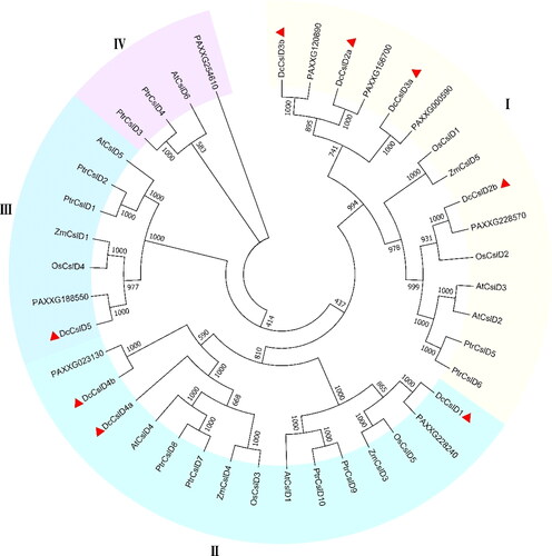 Figure 3. Phylogenetic relationship of CslD proteins in six plant species. Phylogenetic tree of CslD proteins. A neighbor-joining (NJ) tree was constructed by MEGA 7.0 using 41 CslD proteins, including 8 proteins from Dendrobium catenatum. 10 proteins from Populus trichocarpa, 6 proteins from Arabidopsis thaliana, 4 proteins from Oryza sativa, 5 proteins from Zea mays, and 8 genes from Phalaenopsis aphrodite. The tree shows 4 distinct clades.