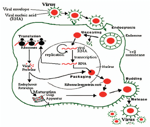 Figure 2 Influenza virus reproduction.