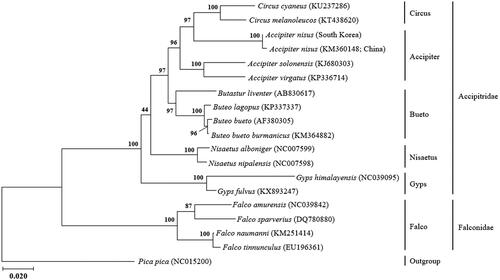 Figure 1. The intraspecific phylogeny of Accipiter nisus based on mitogenome sequences. The phylogenetic tree was generated using the maximum likelihood based on mtREV with frequencies (+F) with gamma distributed with invariant sites (G + I). The robustness of the tree was tested with 2000 bootstraps. The numbers on the branches indicate bootstrap values.