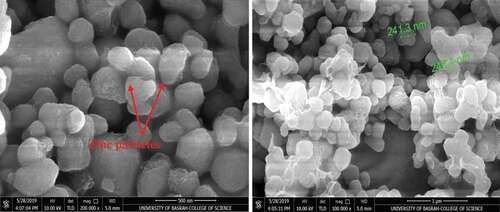 Figure 1. SEM micrographs of ZRC before application on the steel substrate