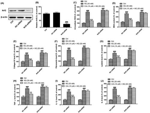 Figure 8. Activation of Nrf2 is involved in the effects of caffeoylisocitric acid in mesangial cells under high glucose. (A) Western blot analysis for the Nrf2 knockdown. (B) Densitometric analysis for the expression of Nrf2. (C)-(J) Intracellular ROS and MDA as well as extracellular collagen IV, fibronectin, laminin, TNF-α, IL-1β and IL-6 in mesangial cells transfected with Nrf2-siRNA or NC-siRNA exposed to caffeoylisocitric acid. n = 3, ###P < 0.001 vs control group, **P < 0.01 and ***P < 0.001 vs high glucose group.