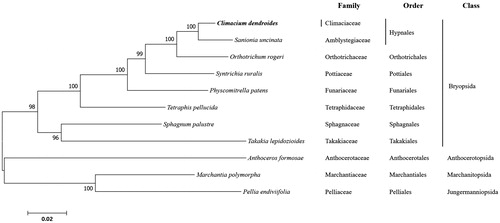 Figure 1. Phylogenetic position of Climacium dendroides determined by maximum likelihood analysis based on 16 protein coding genes common in all taxa. The bootstrap values above 50% are indicated at each node. Sequences from liverworts were used as outgroup. GenBank accession numbers of mitogenomes used are Anthoceros formosae (NC_004543), Climacium dendroides (MT006132), Marchantia polymorpha (NC_037507), Orthotrichum rogeri (NC_026212), Pellia endiviifolia (NC_019628), Physcomitrella patens (NC_037465), Sphagnum palustre (NC_03019), Syntrichia filaris (MK852705), Takakia lepidozioides (NC_028738) and Tetraphis pellucida (NC_024291).