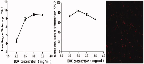 Figure 3. Influence of the DOX concentration on encapsulation efficiency and loading efficiency and fluorescence microscope images of BCNDs.