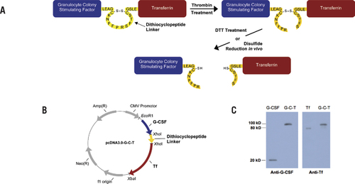 Figure 1. Construction and expression of G-C-T fusion protein.(A) Design of the recombinant fusion protein. The G-C-T fusion protein is linked via a dithiocyclopeptide linker based on the structure of somatostatin modified to contain a thrombin-specific sequence, PRS. The two cysteine residues in somatostatin naturally form a disulfide bond. (B) Plasmid encoding the G-C-T fusion protein was constructed based on the mammalian expression vector pcDNA3.0. (C) Recombinant G-C-T was analyzed by Western blot analysis using antihuman G-CSF or serum Tf primary antibody, with horseradish peroxidase—conjugated anti-rabbit or anti-goat IgG secondary antibody, respectively. The peroxidase activity was detected by enhanced chemiluminescence using the ECL substrate system.