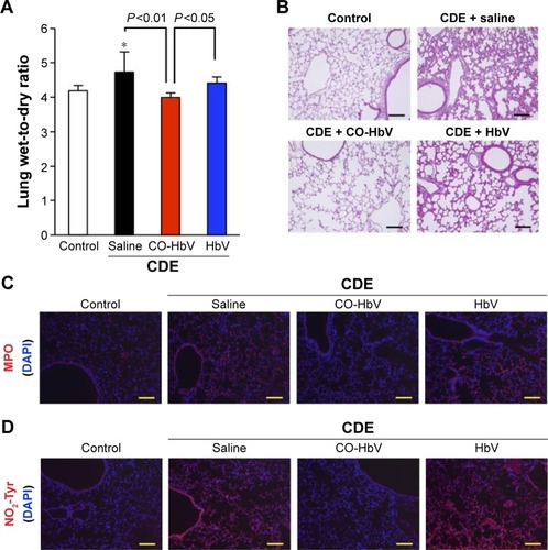 Figure 7 Evaluation of lung injury and immunological staining of lung sections after the administration of saline, HbV, and CO-HbV to CDE diet-induced acute pancreatitis mice.Notes: (A) Lung wet-to-dry ratio and (B) representative HE-stained lung sections at 3 days after the start of the CDE diet. Each value represents the mean ± standard deviation (n=6). *P<0.05 versus control. Immunostaining of (C) MPO (red) and (D) NO2-Tyr (red) in the lung slices was performed at 3 days after the start of the CDE diet. DAPI (blue) was used to counterstain the nuclei. Scale bars represent 100 μm.Abbreviations: CDE, choline-deficient ethionine-supplemented; CO-HbV, carbon monoxide-bound hemoglobin vesicle; DAPI, 4′,6-diamidino-2-phenylindole; HE, hematoxylin and eosin; MPO, myeloperoxidase; NO2-Tyr, nitrotyrosine.