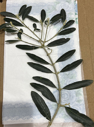 Figure 1 Olive leaves waste (Olea europaea L.) used for preparation of aqueous extract.