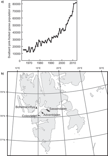 Figure 1. (a) Size of the Svalbard pink-footed goose population and (b) locations, in central Svalbard, of the four grubbing surveys (indicated in black).Note: Population sizes were estimated during autumn/winter surveys in the overwintering area.Source: Data from Madsen & Williams (Citation2012) and Madsen et al. (Citation2013).