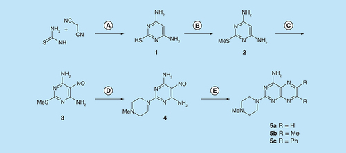 Figure 2.  Synthesis of pteridines (5).Reagents and conditions: (A) Na, ethanol, reflux. 2 h; (B) methyl iodide, ethanol, reflux 1.5 h; (C) NaNO2 aqueous acetic acid, 0°C, 2 h then 4°C, 16 h; (D) 1-methylpiperazine ethanol, reflux 0.75 h then add water and reflux 0.75 h; (E) sodium dithionite then aqueous 40% glyoxal (5a) or butane-2,3-dione (5b, or benzil [5c]), reflux 8 h, 18 h and 24 h, respectively.