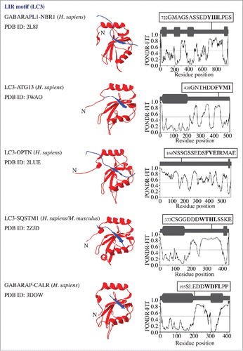 Figure 3. LC3/GABARAP proteins in a complex with binding partners (NBR1, ATG13, OPTN/optineurin, SQSTM1/p62, and CALR) that contain a LIR motif. For more details, please refer to the Figure 1 legend.