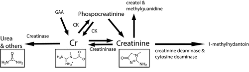 Figure 2. A representation of creatine and creatinine metabolism with pathways important for the infant gut as described above; Abbreviations: creatine (Cr), creatine kinase (CK), guanidinoacetate (GAA).