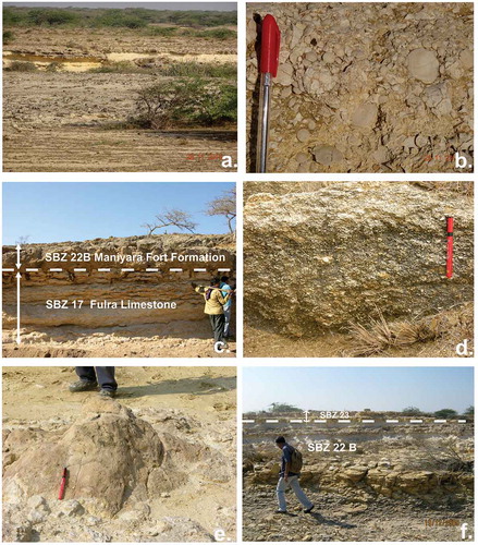 Figure 6. Field photographs of the Paleogene stratigraphic units of Kutch. (a) a general view of the buff-colored nummulitic limestone of Fulra Limestone, Naliya – Narayan Sarovar road; (b) a close-up view of the Fulra Limestone with concentrated A & B forms of Assilina exponens; (c) karstic surface marking the unconformable contact between Fulra Limestone and Maniyara Fort Formation in Kharai, the demarcated zones on the section indicate the missing stratigraphic interval; (d) a close-up view of the Basal Member of the Maniyara Fort Formation in Kharai showing concentrated A & B forms of Nummulites bormidiensis; (e) patch coral in Coral Limestone Member, near Waior village; (f) Bermoti Member exposed near Bermoti village; the fossiliferous upper part is assigned to SBZ 23.