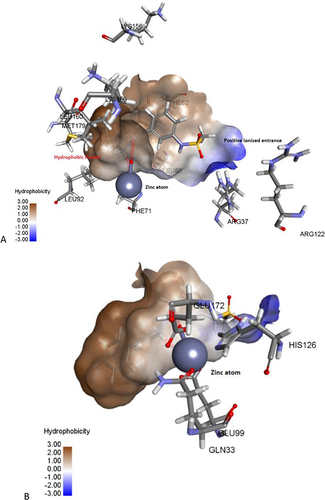 Figure 2 The active site of Glo-I enzyme; (A) Positively ionized mouth (blue), hydrophobic pocket (brown) amino acids, (B) Zinc atom (grey sphere) with major amino acids bound to it (Glu99, Gln33, his126, Glu172).