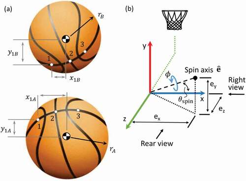 Figure 1. Spin axis estimation and geometric interpretation. (a) Ball and marker evolution after release, bottom: ball at release, top: ball after rotation, representing frames A and B, respectively. Note that only three of the 26 ball markers are shown to aid in the visualization of their movement. (b) Definition of the SA unit vector with coordinates (ex, ey, ez) defining the SA tip relative to any point in the sagittal plane. Shown as a “+” ey and “+” ez SA.