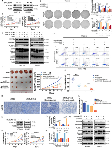 Figure 4. Histone lactylation promoted colorectal cancer cells survival and proliferation in hypoxia through RUBCNL.