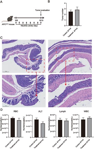 Figure 1. Routine blood test and histopathological diagnosis of ApcMin/+ mice ingested different concentration of Neu5Gc. (A) Experimental process of ingested different concentrations of Neu5Gc in ApcMin/+ mice; (B) Histopathological diagnosis of colorectal in ApcMin/+ mice; (C) Representative H&E staining histological sections in the colorectal in different groups: left: Control group; right: Treatment group; top panel: bar = 250 µm; bottom panel: bar = 100 µm; (D) Routine blood analysis of ApcMin/+ mice, red blood cells (RBC), platelets (PLT), Lymphocyte count (Lymph), white blood cells (WBC).