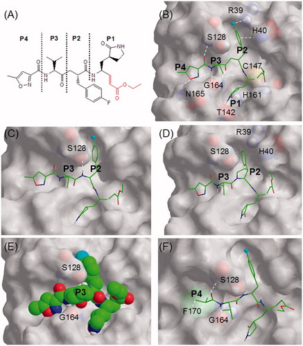Figure 1. (A) Schematic diagram of Rupintrivir showing P1, P2, P3, and P4 regions using conventional terminologyCitation11. The ethyl propenoate moiety is depicted in red; (B) the stick model of Rupintrivir (green) in the EV71 3C protease catalytic site (3SJO.pdb). Protease residues involved in ligand interaction are numbered and shown as CPK representations, the cyan sphere represents fluorine and white hashes represent possible interactions; (C) Cpd. 2 showing the extra H-bond between the P2 NH and S128; (D) Cpd. 9 with its P2 phenylpyrrolidine moiety oriented in the S2 subsite; (E) the CPK model of Cpd. 16 showing its P3 cyclohexyl sandwiched between S128 and G164; (F) Cpd. 21 showing hydrophobic interactions between its P4 N-cap and F170 phenyl group (green CPK representation) in the S4 subsite. Figures C–F were obtained from molecular modeling.
