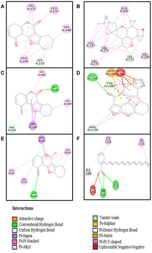 Figure 10 Shows 2D interactions of the best pose of (A) heat shock protein 60 (HSP60) with wedelolactone (B) heat shock protein 60 (HSP60) with myrtucommulone; (C) insulin like growth factor (IGF1) with wedelolactone (D) insulin like growth factor (IGF1) with PPP; (E) P300/CBP-associated factor (PCAF) with wedelolactone (F) P300/CBP-associated factor (PCAF) with anacardic acid.