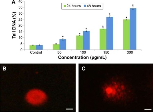 Figure 7 DNA strand breakage in L929 cells due to BaONPs.Notes: (A) Tail DNA (%). (B) Control cell. (C) Treated with BaONPs (150 μg/mL) for 48 hours. Data represent the average ± SE of three tests. Statistical differences with respect to the controls are shown (*P<0.05). Scale bar 100 μm.Abbreviations: BaONPs, barium oxide nanoparticles; SE, standard error.