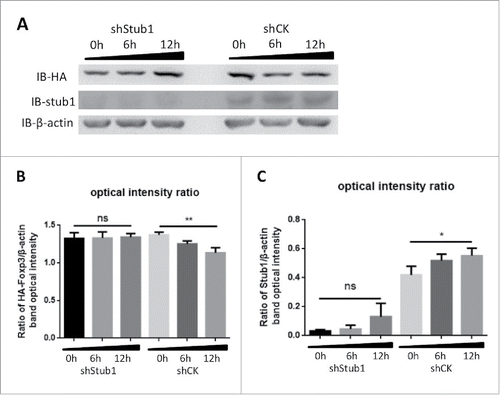 Figure 3. Stub1 mediates the ubiquitination and degradation of Foxp3 during stimulation with cimetidine. A. Stub1 is needed for CIM-induced reduction of Foxp3. ShStub1-HA-Foxp3 Jurkat T cells and ShCK-HA-Foxp3 Jurkat T cells were stimulated with CIM (5 μg/ml) for the indicated time period. Cell lysates were normalized for protein content and subjected to Western Blotting. The expression relative to β-actin was analyzed as intensity ratio by Image-Pro Plus: HA/β-actin (B) and Stub1/β-actin (C). Depicted are the representative results of at least 3 independent experiments. Data are expressed as means with SD from 3 independent experiments. Statistical significance was calculated using t-test (**P< 0.01 and *P < 0.05).