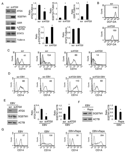 Figure 9. Autophagy manipulation affects DC differentiation. Differentiating monocytes were silenced for ATG5 with specific siRNA or scrambled siRNA-treated, cultured for 5 days with CSF2 and IL4 and analyzed by western blot analysis for (a) ATG5, SQSTM1, GSR, pSTAT3 (Tyr705) and total STAT3 expression (b) by FACS analysis for ROS production by DCFDA staining and (c) CD14 and CD1A expression. The mean of fluorescence intensity is indicated. Solid grey peaks represent the isotype controls. One representative experiment out of 3 is shown; TUBA1A was used as loading control. One representative experiment out of 3 is shown. The histograms represent the mean plus S.D. of the densitometric analysis of the ratio of ATG5:TUBA1A, SQSTM1:TUBA1A, p-STAT3 (Tyr705):STAT3, STAT3:TUBA1A, GSR:TUBA1A of 3 different experiments.* P value < 0.05; (d) EBV-infected differentiating monocytes silenced for ATG5 or scrambled siRNA-treated and cultured for 5 days with CSF2 and IL4 were analyzed CD14 and CD1A expression by FACS analysis and (e) for ATG5 and SQSTM1 expression by western blot; EBV-infected monocytes were differentiated for 5 days in the presence or in the absence of Rapamycin (Rapa) (50 nM) and analysed (f) for SQSTM1 expression by western blot and (g) for CD14 and CD1A expression by FACS analysis. The mean of fluorescence intensity is indicated. Solid grey peaks represent the isotype controls. ACTB was used as loading control. One representative experiment out of 3 is shown. The histograms represent the mean plus S.D. of the densitometric analysis of the ratio of ATG5:ACTB and SQSTM1:ACTB, of 3 different experiments. * P value < 0.05.