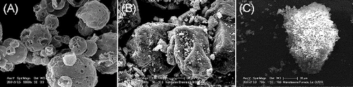 FIG. 3. Three particle morphologies analyzed by scanning electron microscopy: (a) spray-dried PulmoSphere™ (Batch A), (b) traditional lactose-blend with tiotropium bromide, and (c) spheronized mometasone furoate.