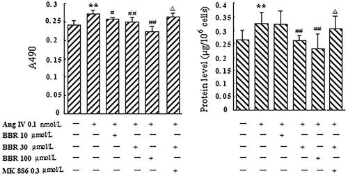 Figure 1. Effect of berberine (BBR) on VSMCs proliferation induced by angiotensin IV (Ang IV). Ang IV (0.1 nmol/L) stimulation promoted significant VSMCs proliferation, which was displayed by increasing OD value at A490 and total protein content. Treatment with BBR (10, 30 and 100 μmol/L) significantly inhibited VSMCs proliferation induced by Ang IV in a concentration-dependent manner. MK 886 (0.3 μmol/L) could abolish the effects of BBR at 30 μmol/L. Results are represented by mean ± SEM, n = 6. **p < 0.01 vs control group; #p < 0.05, ##p < 0.01 vs Ang IV group; △p < 0.05 vs Ang IV + BBR at 30 μmol/L. ‘+’ or ‘−’: treatment with or without relevant reagent.