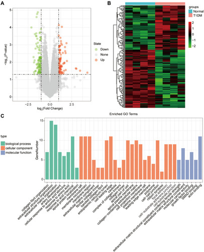 Figure 2 The differentially expressed circRNAs in T1DM and healthy patients. (A) Volcano plot of DEcircRNAs between normal and T1DM groups. Red and green indicate up- and downregulation, respectively. (B) Heatmap of DEcircRNAs between normal and T1DM groups. Red color represents increased expression, and green color represents decreased expression. The darker the color, the greater the difference of circRNA expression. (C) Enrichment analysis of the DEcircRNAs in the categories biological process, cellular component, and molecular function.