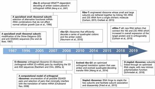 Figure 2. Timeline of key discoveries and developments regarding orthogonal special ribosomes research.