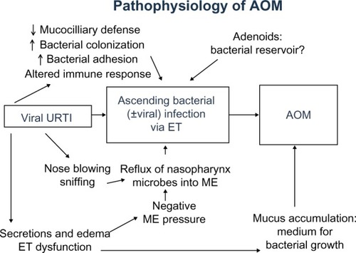 Figure 1 Pathophysiology of AOM.Abbreviations: AOM, acute otitis media; ET, eustachian tube; ME, middle ear; URTI, upper respiratory tract infection.