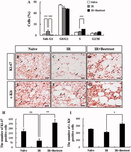 Figure 6. The effect of beetroot on the cells committed to hematopoiesis of bone marrow in irradiated mice. Mice administered with beetroot extract were exposed to 7 Gy irradiation and bone marrow cells of femurs were isolated from mice of each experiment group 10 days after irradiation. (a) Cell cycle of bone marrow cells of irradiated mice. Fluorescence-activated cell sorting determined the portion of bone marrow cells in the sub-G1 phase (apoptotic peak) of the cell cycle. (b–d) Representative images of Ki-67 immunoperoxidase staining in the femurs of (b) Naive, (c) IR and (d) IR + Beetroot groups. Bars =50 μm. (e–g) Representative images of immunoperoxidase staining of c-kit in the femurs of (e) non-irradiated, (f) irradiated and (g) IR + Beetroot groups. Bars =50 μm. (H-I) Quantification of (h) Ki-67 and (I) c-kit positive cells performed using five lesions showing the most representative expression of each mouse (3 mice per group). Data are represented as means ± SEM of three independent experiments (*p < .05, **,††p < .01, ***,†††p < .001).