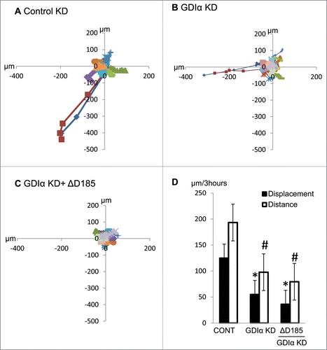 Figure 6. GDIα KD and ΔD185 GDIα podocytes have impaired coordinated movement and overall motility. Cells were stimulated with EGF (100nM) for 3 hours and then tracked by live cell video imaging. (A) (B) and (C) shows the trajectory of control, GDIα KD, and ΔD185 GDIα cells respectively. Axes signify distance from starting point (in μm); different colors represent individual units. (D) shows the total cell displacement and distance traveled over 3 hours in μm. *p < 0.05 vs control n = 12–27 # p < 0.05 vs control n = 3.