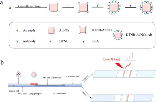 Figure 1. (a) Preparation of immunoprobe DTNB-AuNCs-Ab; (b) Assembly of ICA test strips and schematic diagram for competitive SERS-ICA detection of florfenicol.