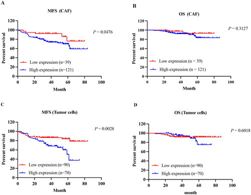Figure 8. Kaplan–Meier curves of the MFS in IDC-NOS by the TNC expression. MFS survival curve of TNC expression in CAF (A) and tumor cells (C); OS survival curve of TNC expression in CAF (B) and tumor cells (D).MFS: metastasis-free survival; OS: overall survival.