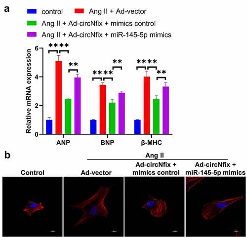 Figure 7. MiR-145-5p mimics could reverse the protective effects of circNfix in Ang II-treated cardiomyocytes. (a) The expressions of cardiac hypertrophic markers including ANP, BNP and β-MHC were evaluated by RT-qPCR. (b) The immunofluorence staining was used to analyze the size of cardiomyocytes in different group. **P < 0.01; n = 3