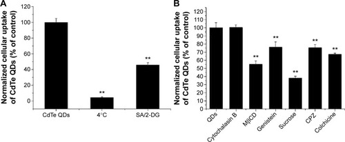 Figure 3 Inhibition of CdTe QDs uptake.Notes: HUVECs were incubated with (A) SA/2-DG or at 4°C, or with (B) different endocytosis inhibitors for 1 hour prior to addition of 10 µg/mL CdTe QDs, and the QDs uptake inhibition was quantified by FCM compared with untreated controls. Data were represented as mean ± SD of four determinations. **P<0.01 compared to respective control.Abbreviations: CdTe QDs, cadmium telluride quantum dots; HUVECs, human umbilical vein endothelial cells; SA, sodium azide; 2-DG, 2-deoxyglucose; QDs, quantum dots; FCM, flow cytometry; SD, standard deviation; MβCD, methyl-β-cyclodextrin; CPZ, chlorpromazine.