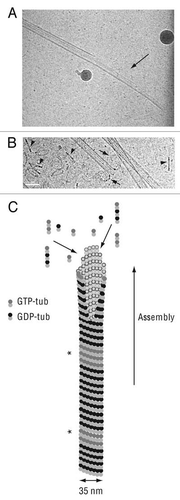 Figure 1 Microtubule assembly. (A) Cryo-electron microscopy image of a growing microtubule end showing an opened sheet (arrow). (B) Cryoelectron microscopy image of a shrinking microtubule end showing protofilaments peeling into ring-like structures (arrows). Numerous tubulin oligomers coming from microtubule disassembly are visible in the background (arrowheads). Scale bar, 50 nm in both parts. (C) Schematic representation of a growing microtubule. The end displays a sheet-like conformation which later close into a tube. GTP-tub dimers, GDP-dimers and tubulin oligomers participate to microtubule elongation at the end of the polymer. GTP-tub, α-tubulin and β-tubulin associated to GTP; GDP-tub, α-tubulin and β-tubulin associated to GDP; *indicates GTP-remnants integrated in the microtubule wall. Cryo-electron microscopy images are courtesy of Dr. I. Arnal, UMR 6026, Rennes, France.