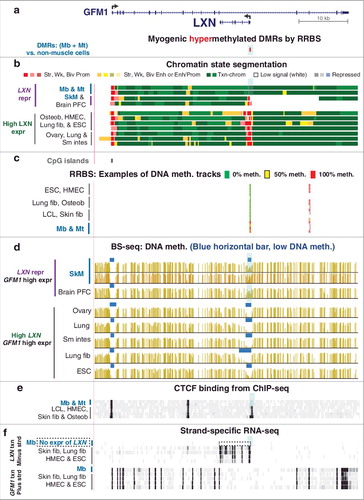 Figure 1. LXN, a tissue-specific gene within a constitutively expressed gene, displays specific promoter repression and DNA hypermethylation but not repressive chromatin in Mb. (a) RefSeq gene structure [Citation34] for LXN and GFM1 (hg19, chr3:158,358,796-158,412,265) and statistically significant myogenic hypermethylated DMRs as determined by RRBS [Citation27]. (b) 18-State chromatin segmentation from RoadMap [Citation23,Citation34]. Prom, promoter; Enh, enhancer; Enh/Prom, both active promoter-type and enhancer-type histone modifications; Txn-chrom, actively transcribed type of chromatin; Repressed, enriched in H3K27me3 (weak, light gray; strong, dark gray) or H3K9me3 (violet). (c) CpG islands and examples of some of the RRBS DNA methylation data tracks with a key for the 11-state, semi-continuous color code [Citation27]. (d) Bisulfite-seq profiles with blue bars indicating regions with significantly lower methylation compared to the rest of the given genome [Citation23,Citation78]. (e) CTCF binding from ChIP-seq profiles. (f) Strand-specific RNA-seq profiles. Expr, expression; repr, repression; fib, fibroblasts; osteob, osteoblasts; PFC, prefrontal cortex; sm intes, small intestine. Blue highlighting, the region of myogenic or SkM DNA hypermethylation at the TSS.