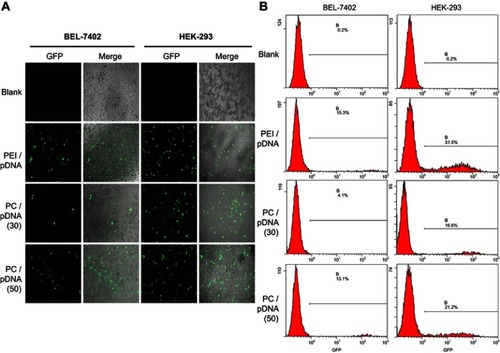 Figure 3 Optimal N/P ratio of PC/pDNA complexes for transfection. (A) GFP expressions in transfected Bel-7402 and HEK-293 cells are shown in inversed fluorescent images. The transfection efficiency of PC was approximate to that of HMW PEI. Cells were incubated with PC/pDNA at N/P ratios of 30 and 50 for 48 h. (B) Percentages of GFP-expressing cells detected by flow cytometry. The naked plasmid (Blank) and HMW PEI/pDNA at an N/P ratio of 10 were employed as the negative and positive controls, respectively.Abbreviations: GFP, green fluorescent protein; PC, polyethyleneimine-β-cyclodextrin; HMW PEI, high molecular weight polyethyleneimine.