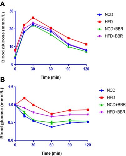 Figure 4 GTT (A) and ITT (B) results of NCD, HFD, NCD+BBR, and FHD+BBR groups at different times.