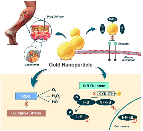 Figure 3 Gold nanoparticle effects on muscle injury: AuNPs promote anti-inflammatory and antioxidant effects and interact with different molecules, which synergistically reduce oxidative stress. The entry of AuNPs into the cellular environment inhibits circulating proinflammatory cytokines, and interactions with CYS-179 of IKK-B and subsequent inhibition of the NF-kB pathway and amplification of the inflammatory response impact the regulation of oxidative stress.