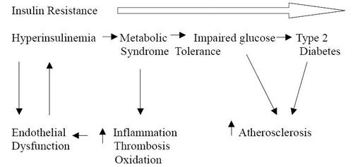 Figure 1 Progression of endothelial dysfunction in relation the progression of insulin resistance (CitationHsueh et al 2004).
