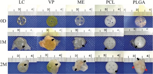 Figure 8. Representative photographs of APGD explants collected from subcutaneous mouse models at 1 and 2 month timepoints. Black arrows label blood vessels and red arrows label inflammatory fibrous encapsulation.