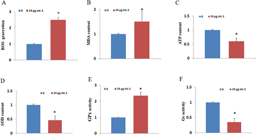 Figure 2 Effects of GO-AgNPs on the activity of metabolic enzymes. Rabbit fetal fibroblast cells (RFFCs) were treated with 0 and 24 µg/mL of GO-AgNPs for 24 h. (A–F) Accumulation of cumulative ROS, MDA content, ATP levels, GPx activity, and Gr activity, respectively. Values are presented as the mean ± SD of four independent experiments (*p < 0.05).