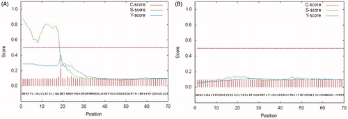 Figure 4. SignalP graphical output showing the three different scores C, S and Y, for the first 70 positions in typical α- and β-CAs encoded by the H. pylori genome. (A) α-CA from H. pylori; (B) β-CA from H. pylori. The program recognized the presence of a signal peptide at the N-terminal of the α-CA amino acid sequences, but did not detect any signal peptide in the β-CA. Legend: X-axis, amino acid position; C-score, raw cleavage site score; S-score, signal peptide score; Y-score, combined cleavage site score.