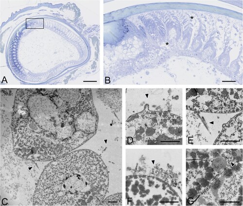 Figure 3. Ultrastructural viral detection in growing feather epithelium of commercial ducks experimentally infected with H5 HPAIVs. (A) Ultrastructural images of feather epithelium of a duck experimentally infected with H5N8/2017 HPAIV at 6 dpi was assessed after selecting regions of interest (ROI) on histological sections. Bar, 200 µm. (B) ROI within feather growing epithelium included barbules, inter-barbular spaces, and necrotic areas. Bar, 50 µm. (C–G) Detection of budding and free, filamentous virion-shaped particles (arrowheads) within intercellular spaces of differentiating barbules. Transmission electron microscopy. Bar, 500 nm.